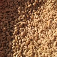 گندم رقم تیرگان کیلو60