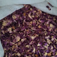 گل محمدی،پونه