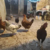 فروش مرغ محلی تخمگزارجوان