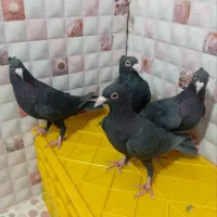 زاغ کلاهی کرمانی اصیل  ماده
