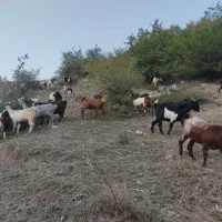 بزفروشی|حیوانات مزرعه|مینودشت, |دیوار