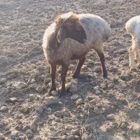 گوسفند سوپر چاق