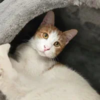 واگذاری گربه نر