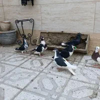 کبوتر شهرک توحید