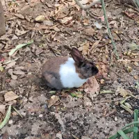 فروش دو عدد خرگوش سرحال و بازیگوش