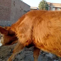 گوساله نر سیمیتال قرمز