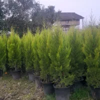 فروش لاوسون