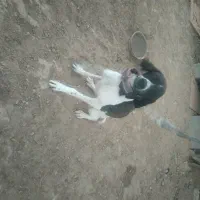 واگذاری سگ دمبلان یاب حرفه ای|سگ|گلی داغ, |دیوار