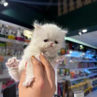 گربه پرشین اگزوتیک|گربه|کرمانشاه, |دیوار