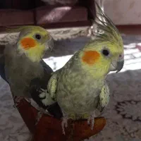 عروس هلندی جفت مولد سخنگو|پرنده|فولادشهر, B4|دیوار