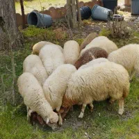 گوسفند بره