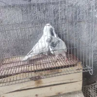 کفتر یا کبوتر پرش