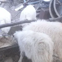 کهره نر و بره|حیوانات مزرعه|رابر, |دیوار