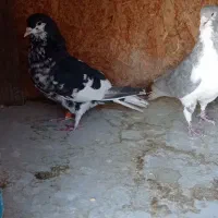 کفتر جفت سینه. کفتر جفت شهری|پرنده|شیراز, کوشک میدان|دیوار