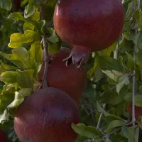 ۱۰۰۰ متر باغ آبگویه