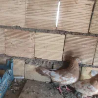 کبوتر سینه ای و طوقی|پرنده|اهواز, فرهنگ شهر|دیوار