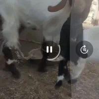 بز مری آبستن یک ماه به بالا با یک شنک ماده|حیوانات مزرعه|سراوان, |دیوار