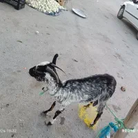 کهره ماده