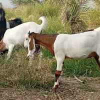 کهره ماده چاق