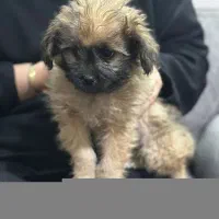 توله سگ شیتزو|سگ|شیراز, فرگاز|دیوار