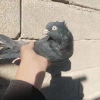 کبوتر|پرنده|ایذه, |دیوار