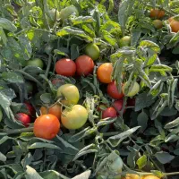 بذر f1 گوجه فرنگی رقم بازاری و صادراتی، مشابه ۸۳۲۰|خدمات باغبانی و درختکاری|کرمانشاه, |دیوار