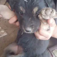 واگذاری سگ|سگ|شیراز, انجیره|دیوار