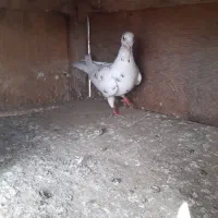 کبوتر ماده دورگ|پرنده|نکا, |دیوار