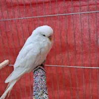 مرغ عشق انگلیسی|پرنده|سراوان, |دیوار