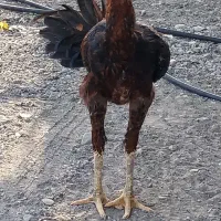 فروش ۳عدد خروس جوان یک ساله