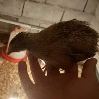بلدرچین  ۳۰ و ۶۰ روزه