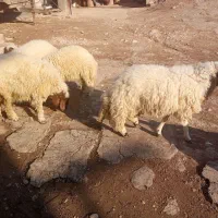 بره پروار|حیوانات مزرعه|کارزان, |دیوار