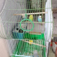 ۳عددمرغ عشق ۲عددعروس هلندی