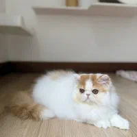 پرشین سوپرفلت شجره دار