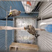 سهره دورگ و کرمونی|پرنده|شیراز, بازار|دیوار