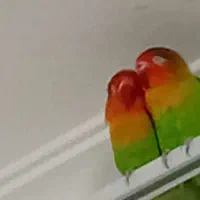 طوطی کوتوله جفت