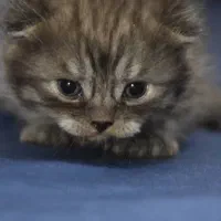 گربه اسکاتیچ