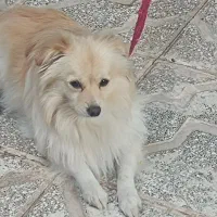 پامر روباهی