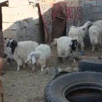 گوسفند|حیوانات مزرعه|حاجی آباد, |دیوار