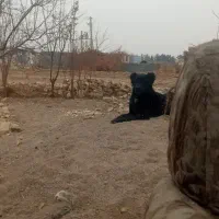 فروش،سگ گلی