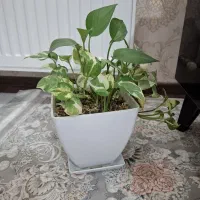 گل پتوس