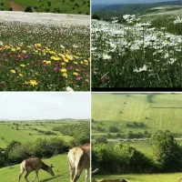 تور یکروزه فندقلو و دشت بابونه