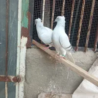 کبوتر شامی دم سفید ماده|پرنده|مشهد, احمدآباد|دیوار