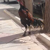 لاری|حیوانات مزرعه|جوادآباد, |دیوار