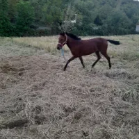 کره نریان دو به سه سال