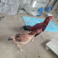 فروشی دو عدد مرغ
