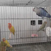 کوتوله برزیلی زیباوخاص|پرنده|ابریشم, |دیوار