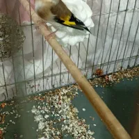 سهره ماده ۳ ساله|پرنده|رباط‌کریم, نصیرشهر|دیوار