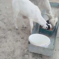 بز ماده با بزغاله|حیوانات مزرعه|رامشیر, |دیوار