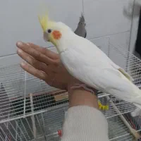 یک جفت عروس لیتینووسالمینو